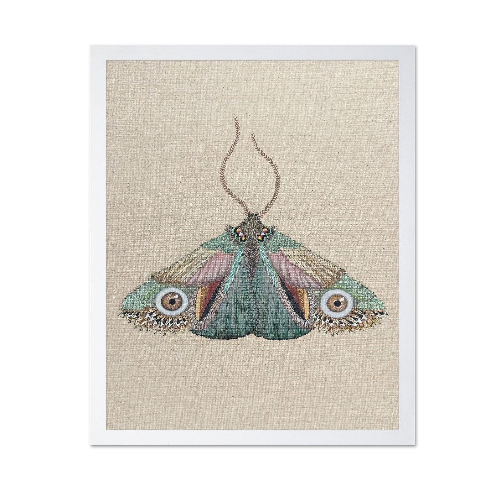Teal Eye Moth