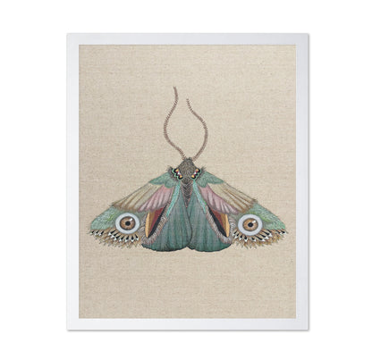 Teal Eye Moth