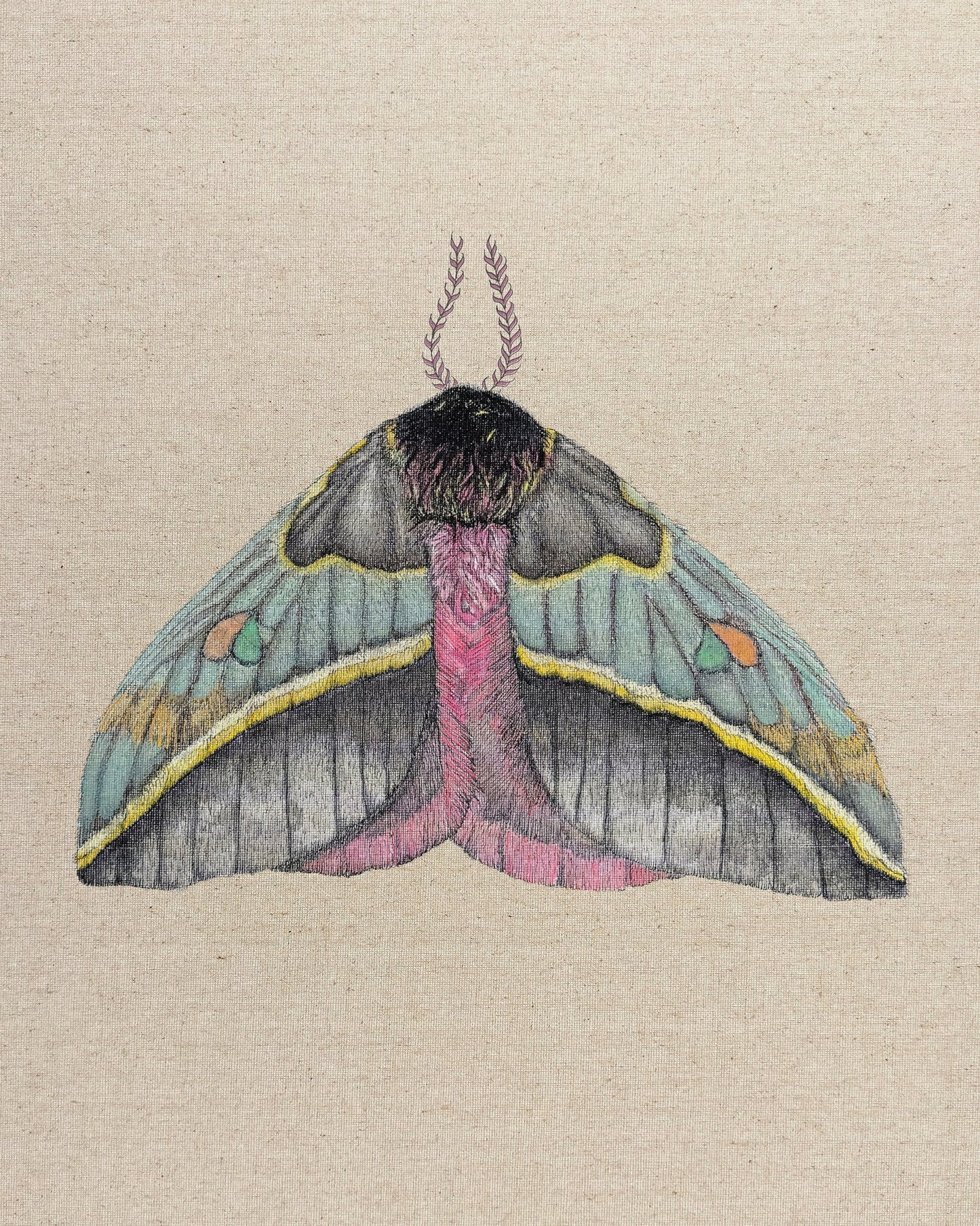 Pastel Wing Moth