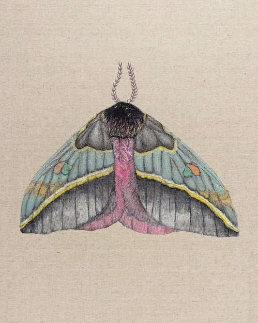 Pastel Wing Moth