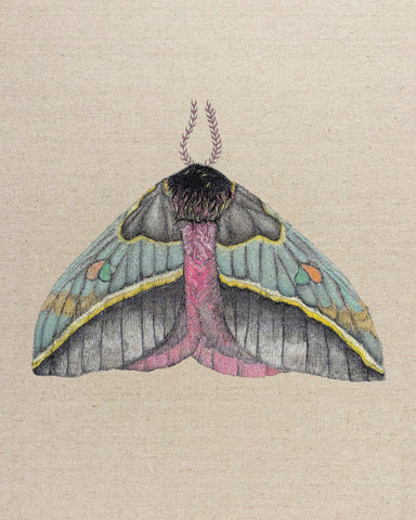 Pastel Wing Moth