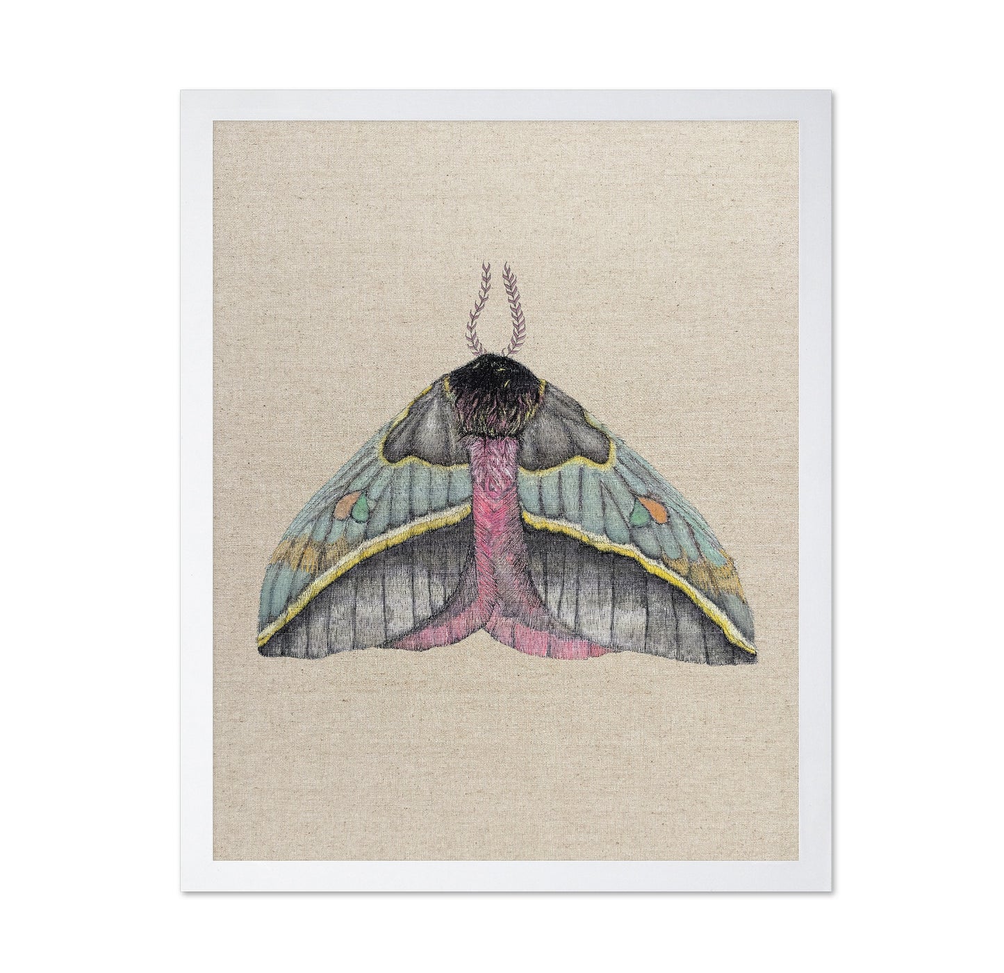 Pastel Wing Moth