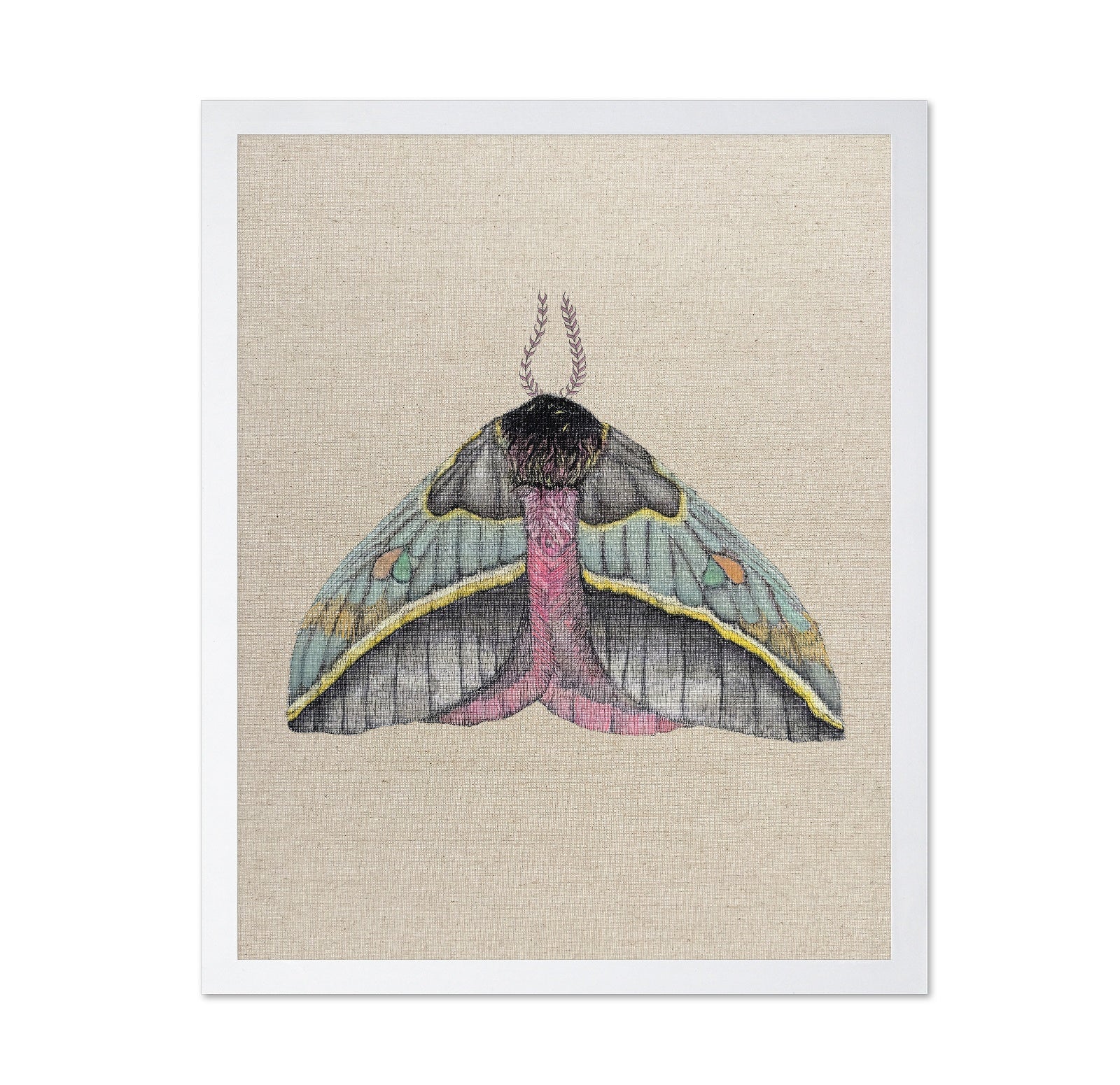 Pastel Wing Moth