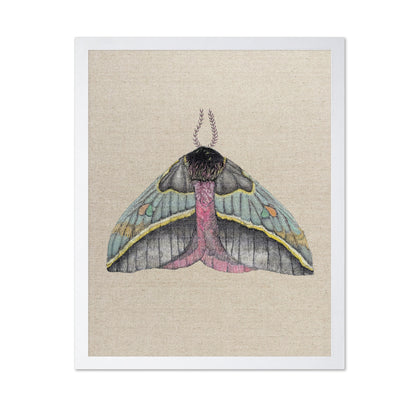 Pastel Wing Moth