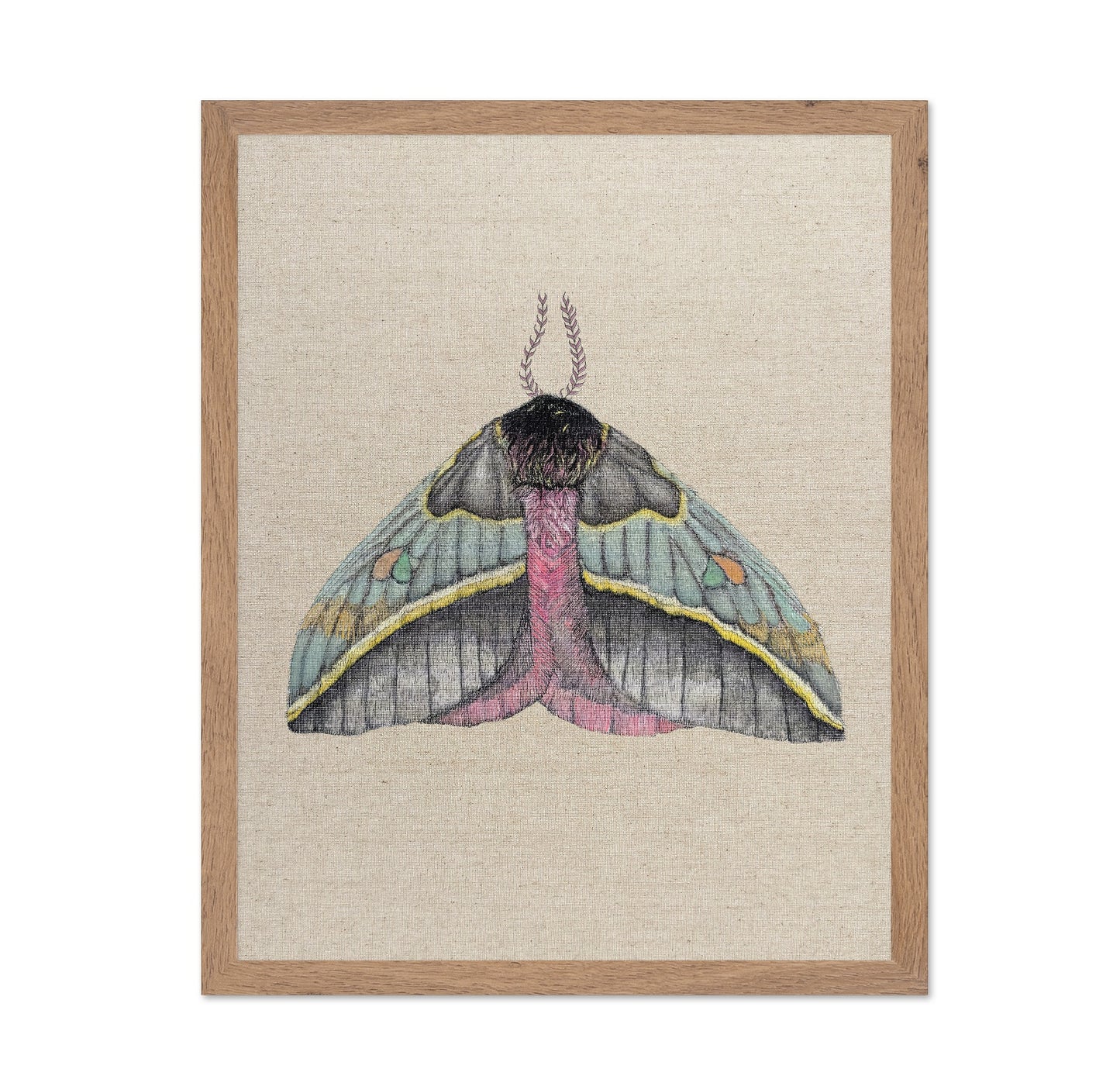 Pastel Wing Moth