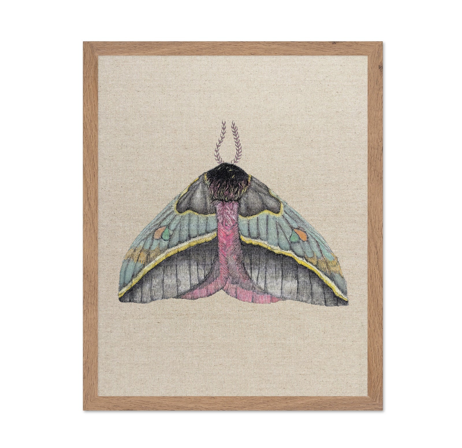 Pastel Wing Moth