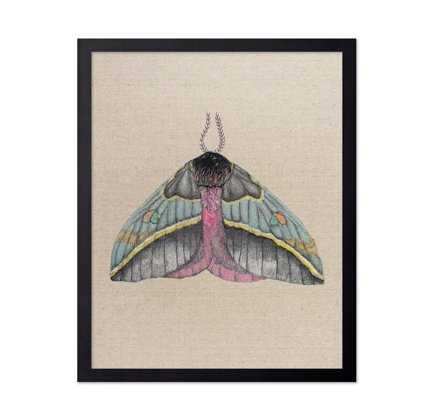 Pastel Wing Moth