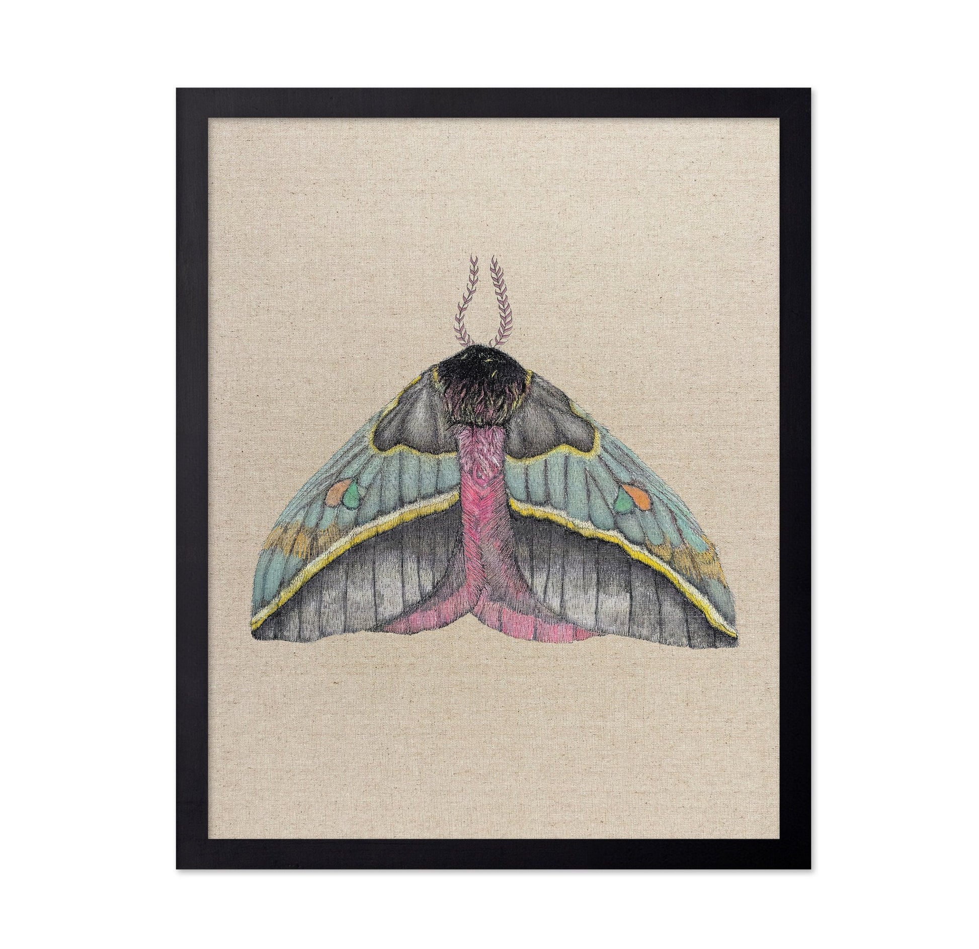 Pastel Wing Moth