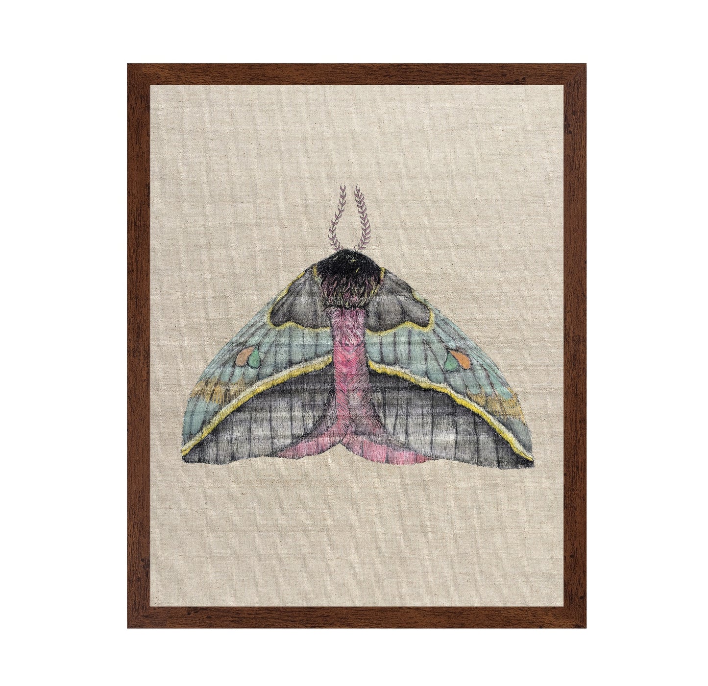Pastel Wing Moth