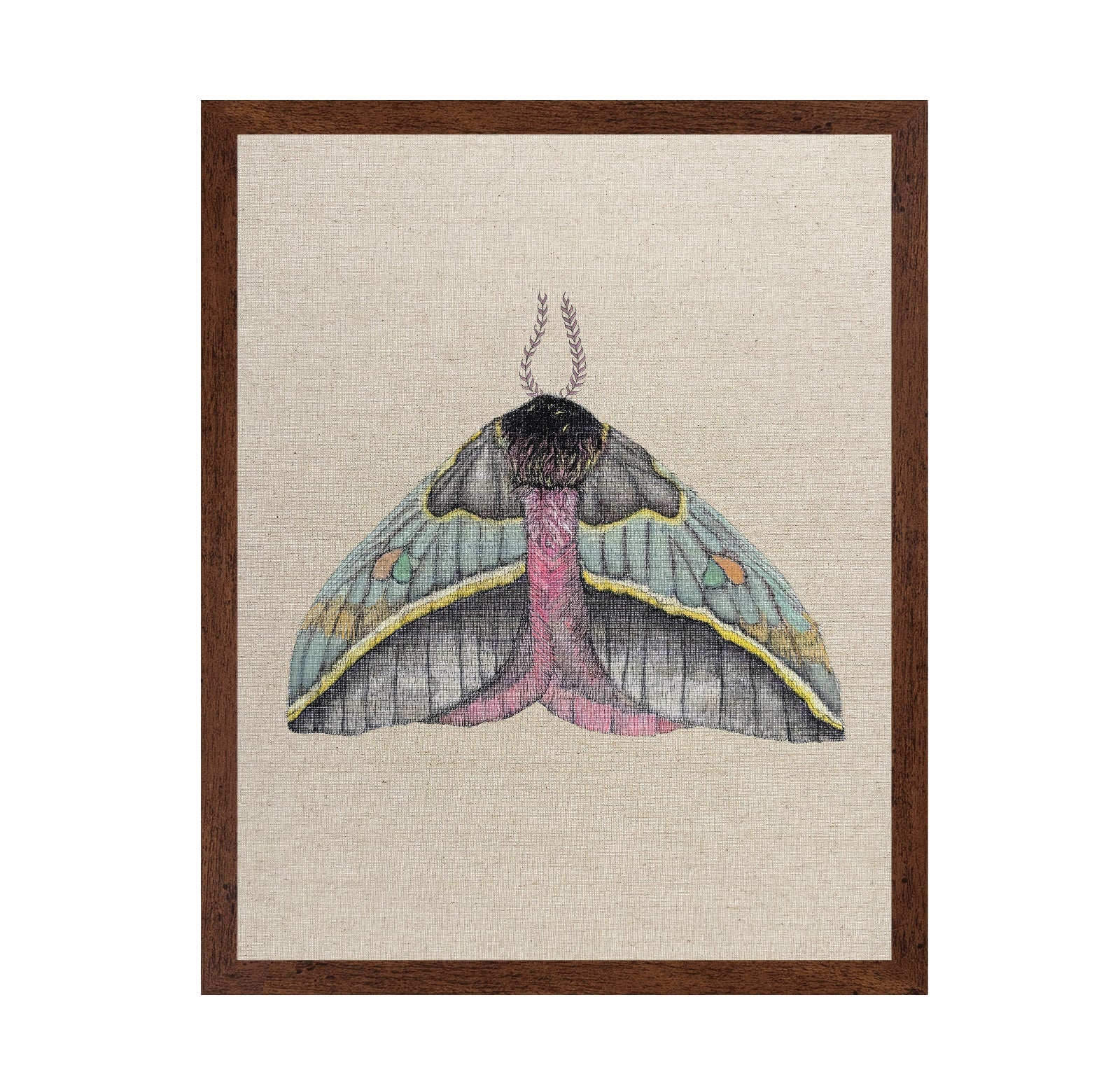 Pastel Wing Moth