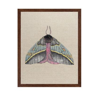 Pastel Wing Moth