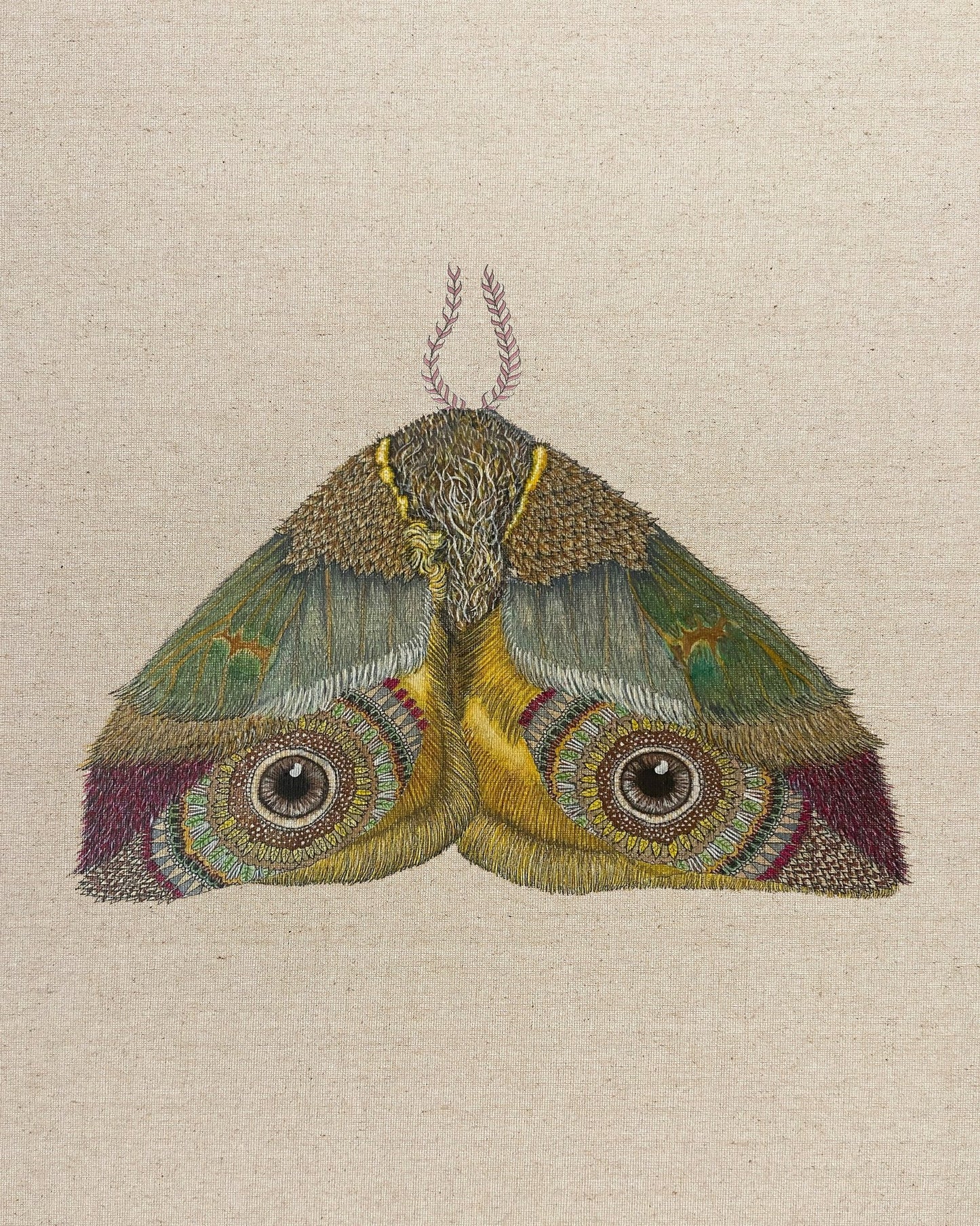 Golden Eye Moth