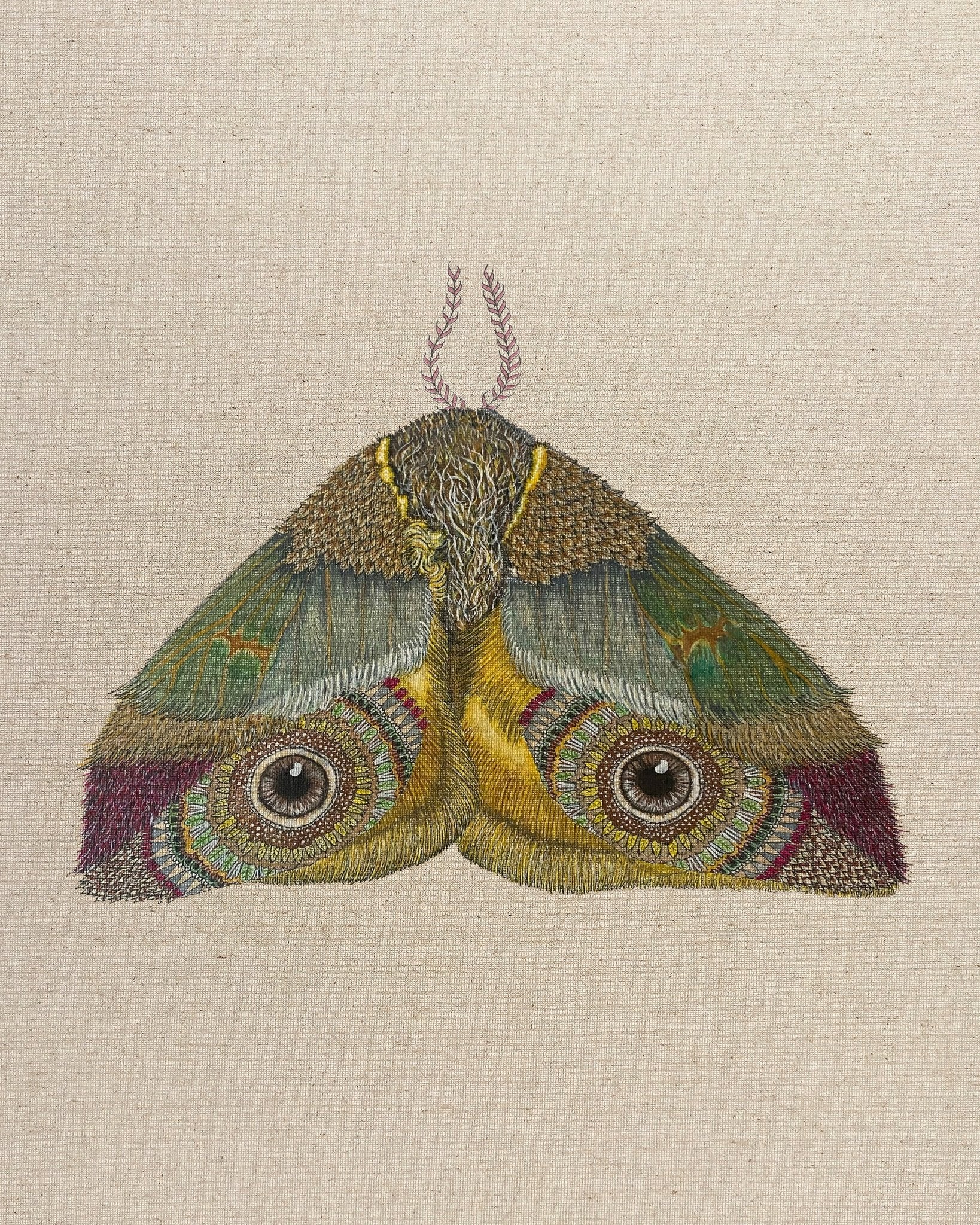 Golden Eye Moth