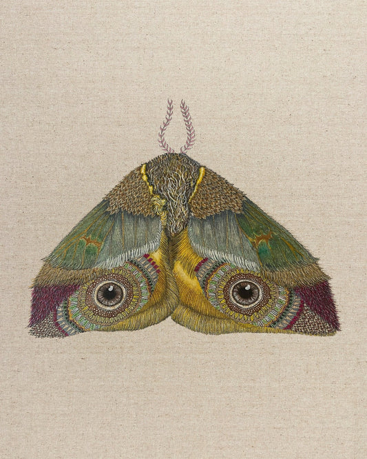 Golden Eye Moth