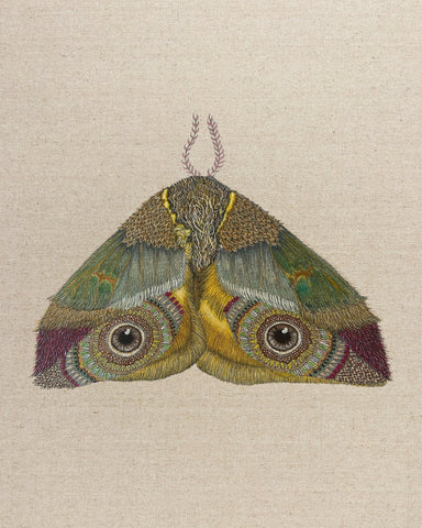 Golden Eye Moth