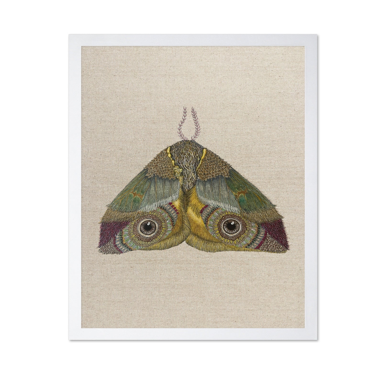 Golden Eye Moth