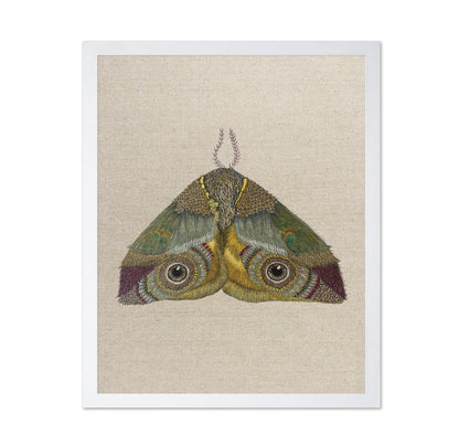 Golden Eye Moth