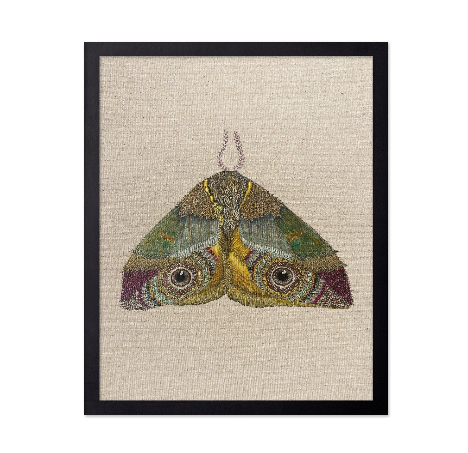 Golden Eye Moth