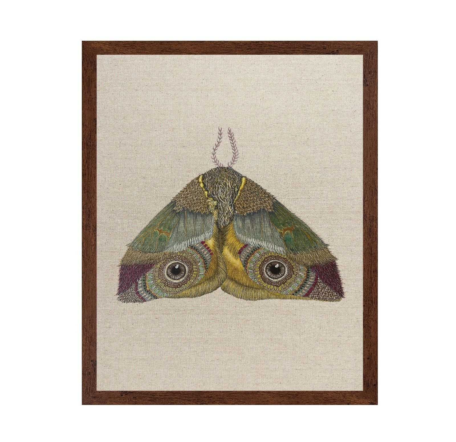 Golden Eye Moth