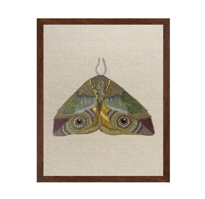 Golden Eye Moth