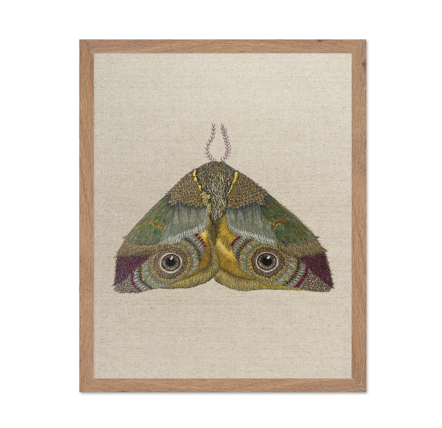 Golden Eye Moth