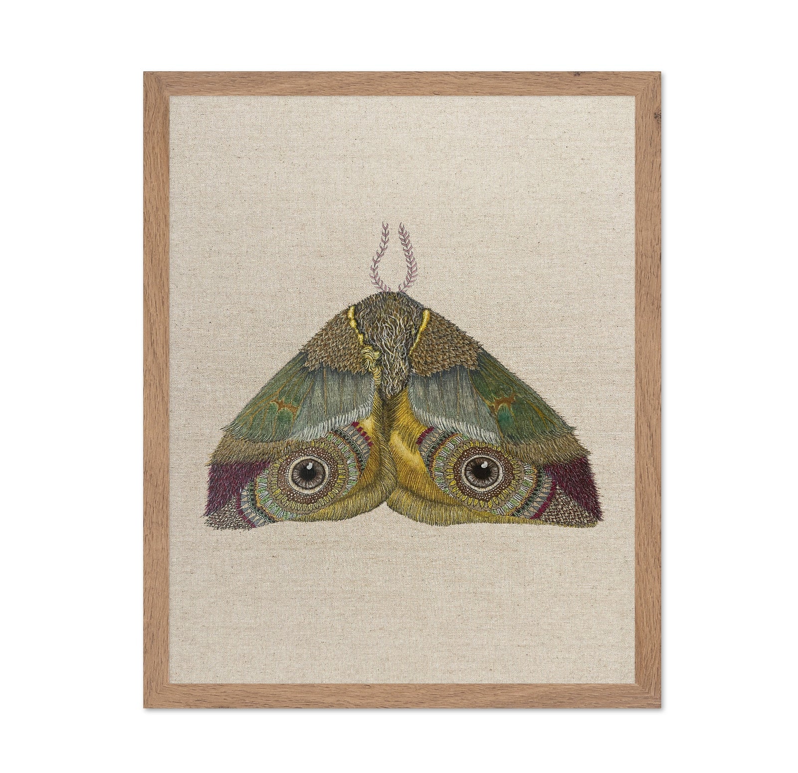Golden Eye Moth