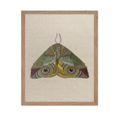 Golden Eye Moth