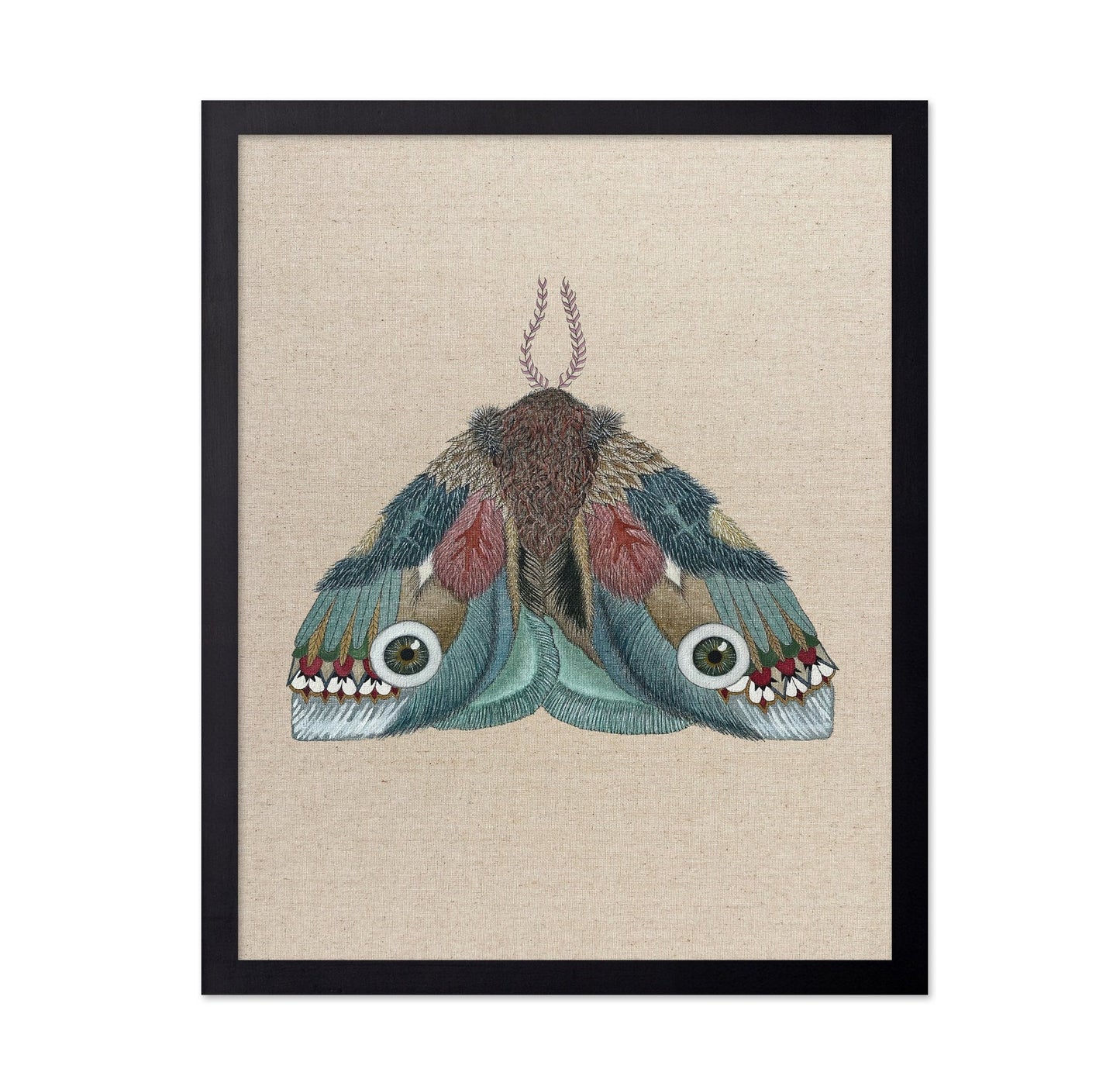 Eye Wing Moth