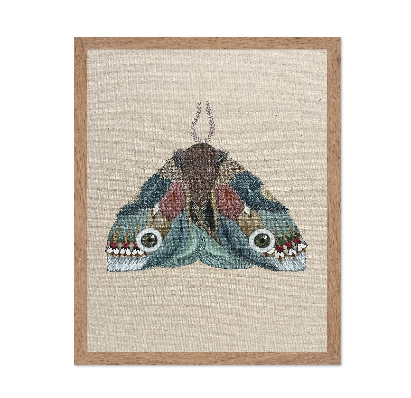 Eye Wing Moth