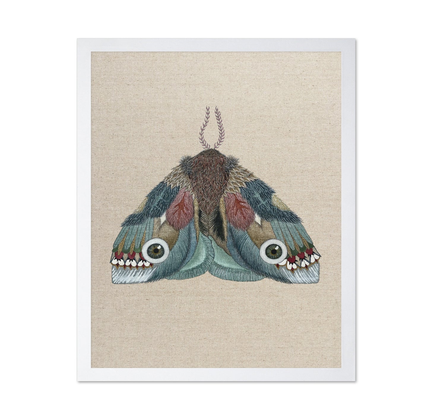Eye Wing Moth