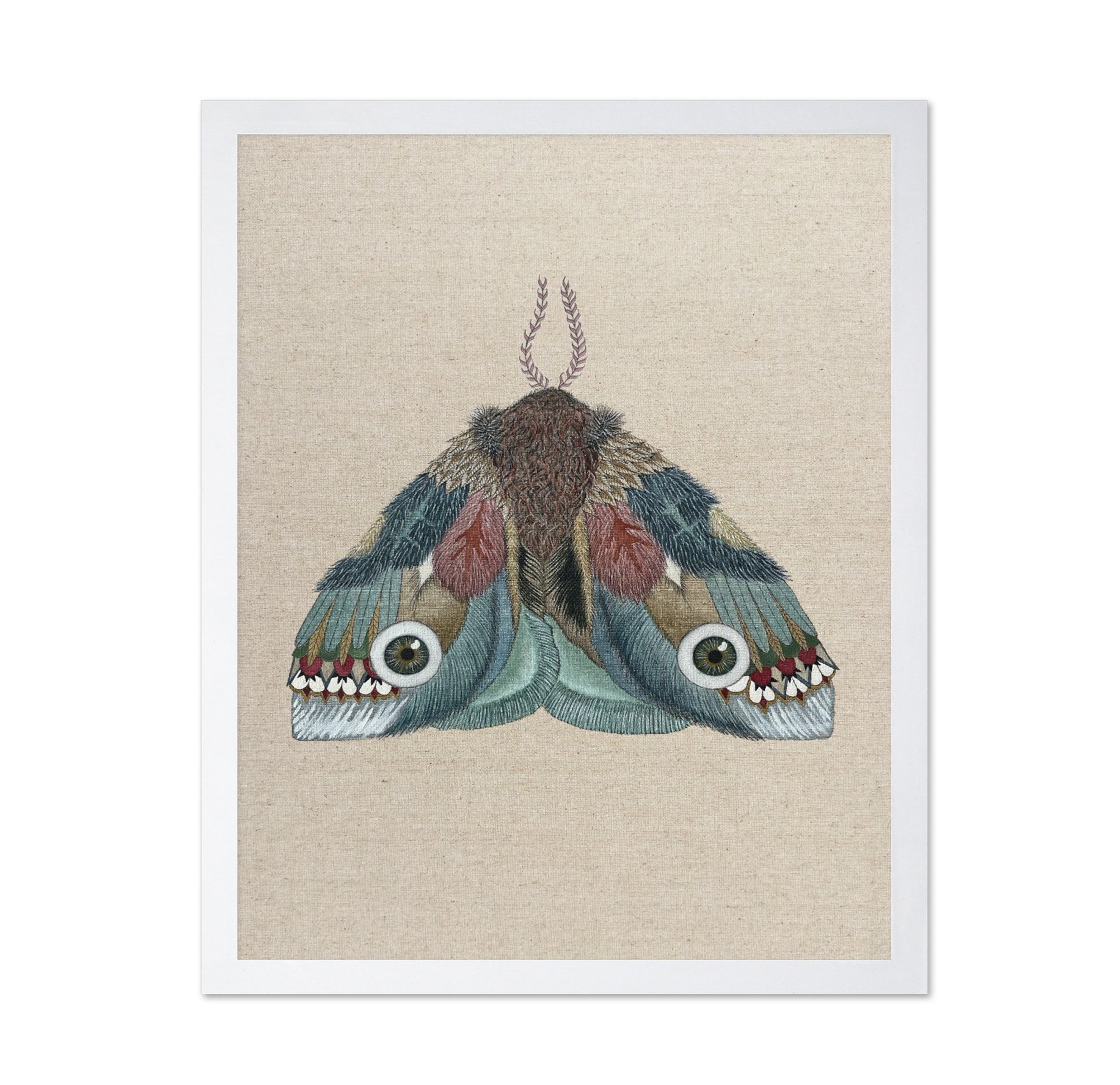 Eye Wing Moth