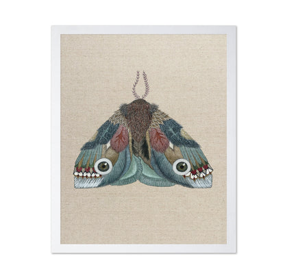 Eye Wing Moth