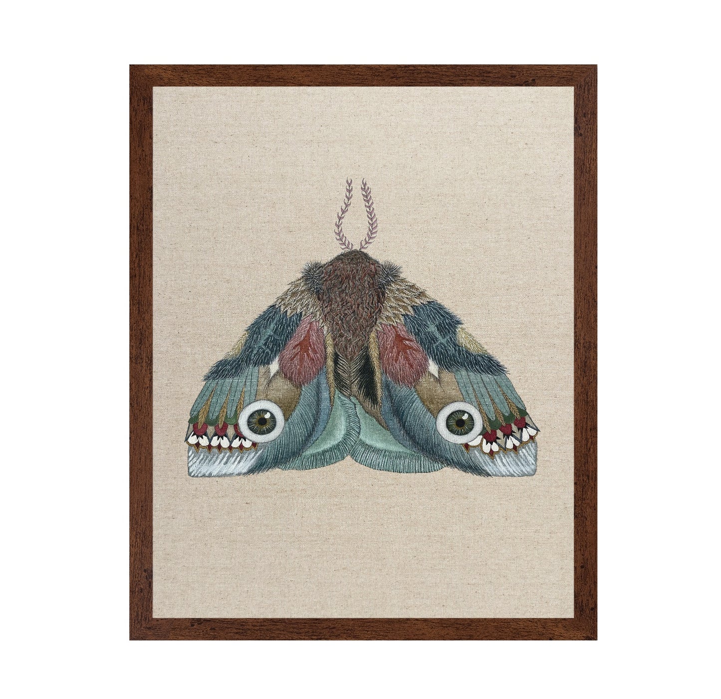 Eye Wing Moth
