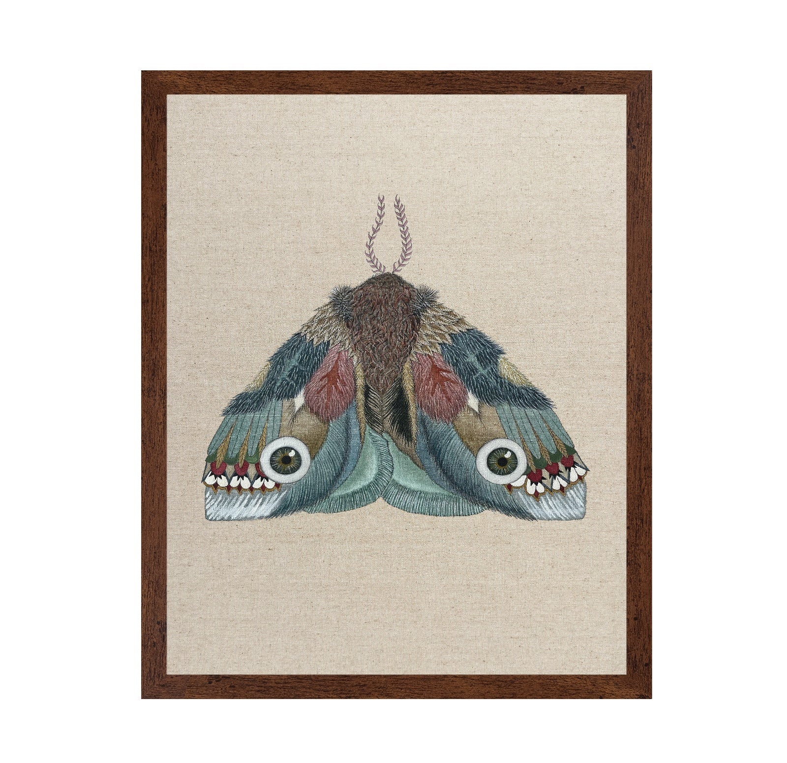 Eye Wing Moth