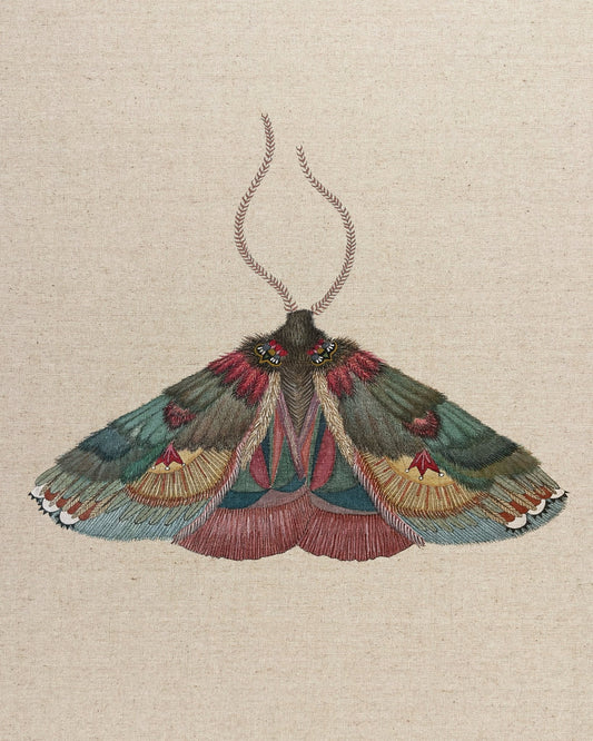 Ornate Moth Study