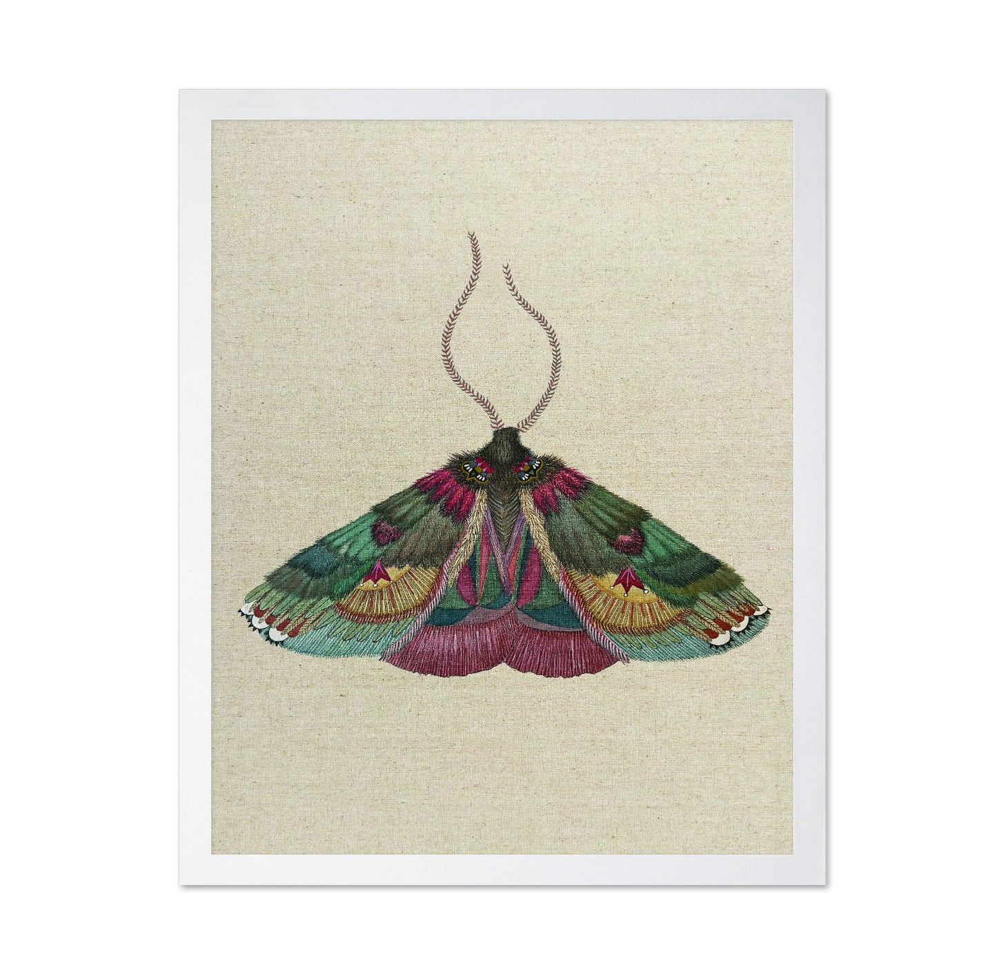 Ornate Moth Study