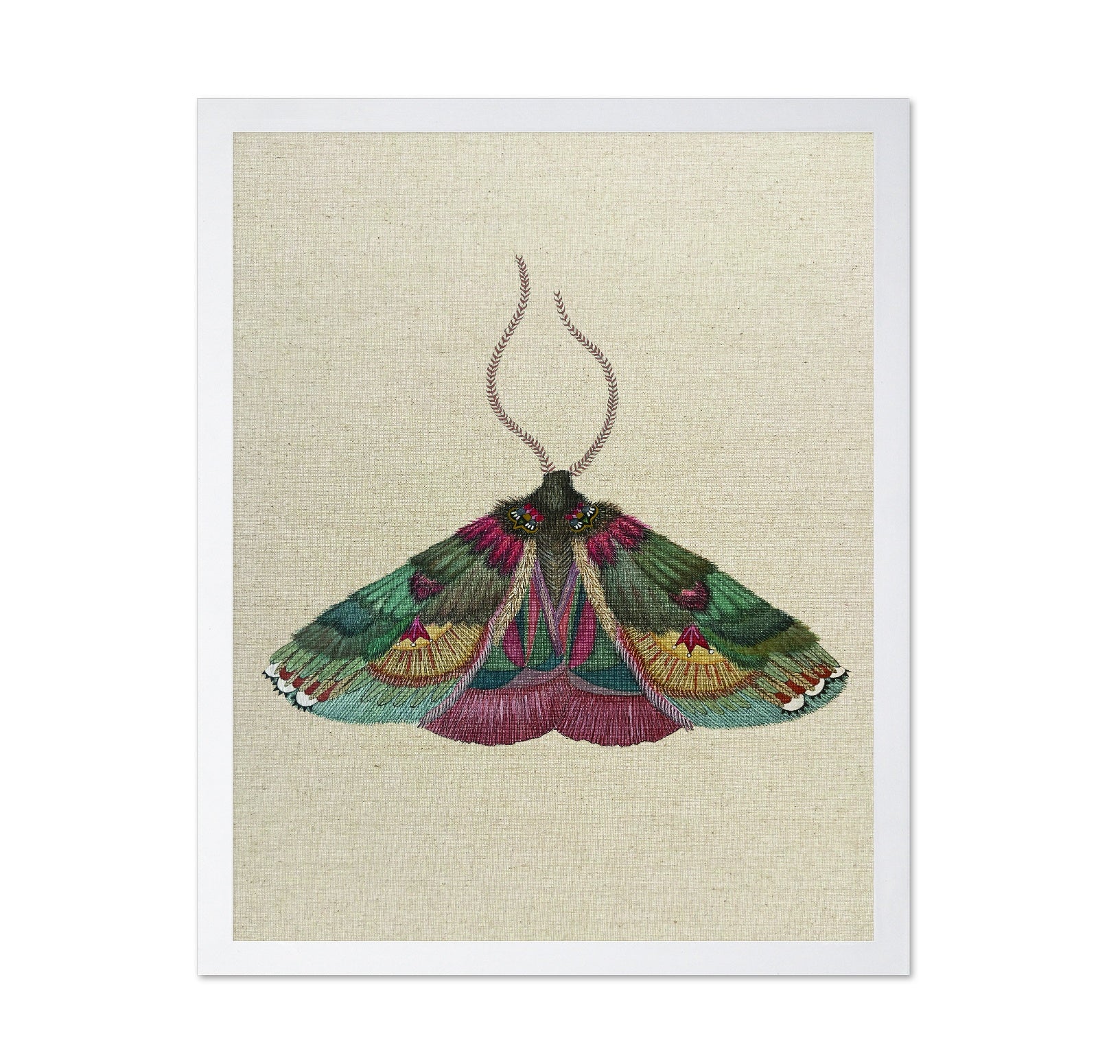 Ornate Moth Study