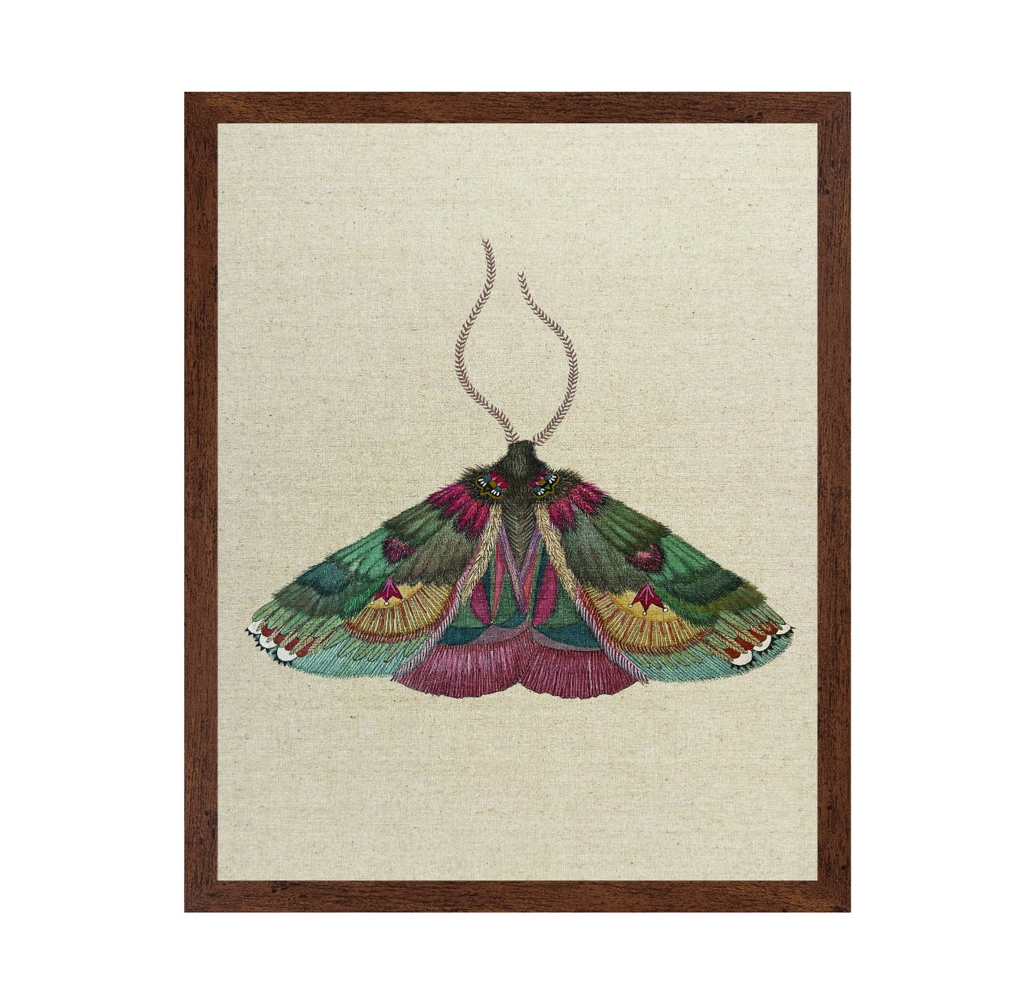 Ornate Moth Study