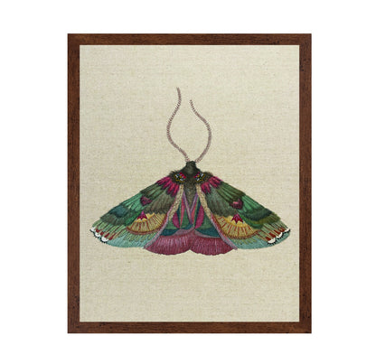 Ornate Moth Study