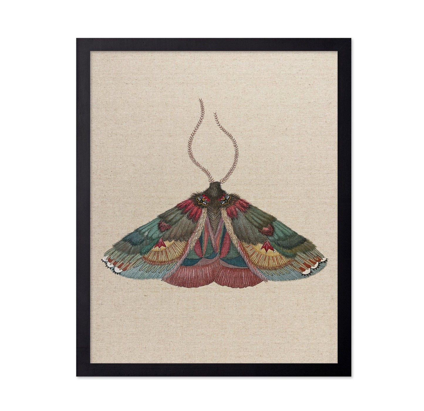 Ornate Moth Study
