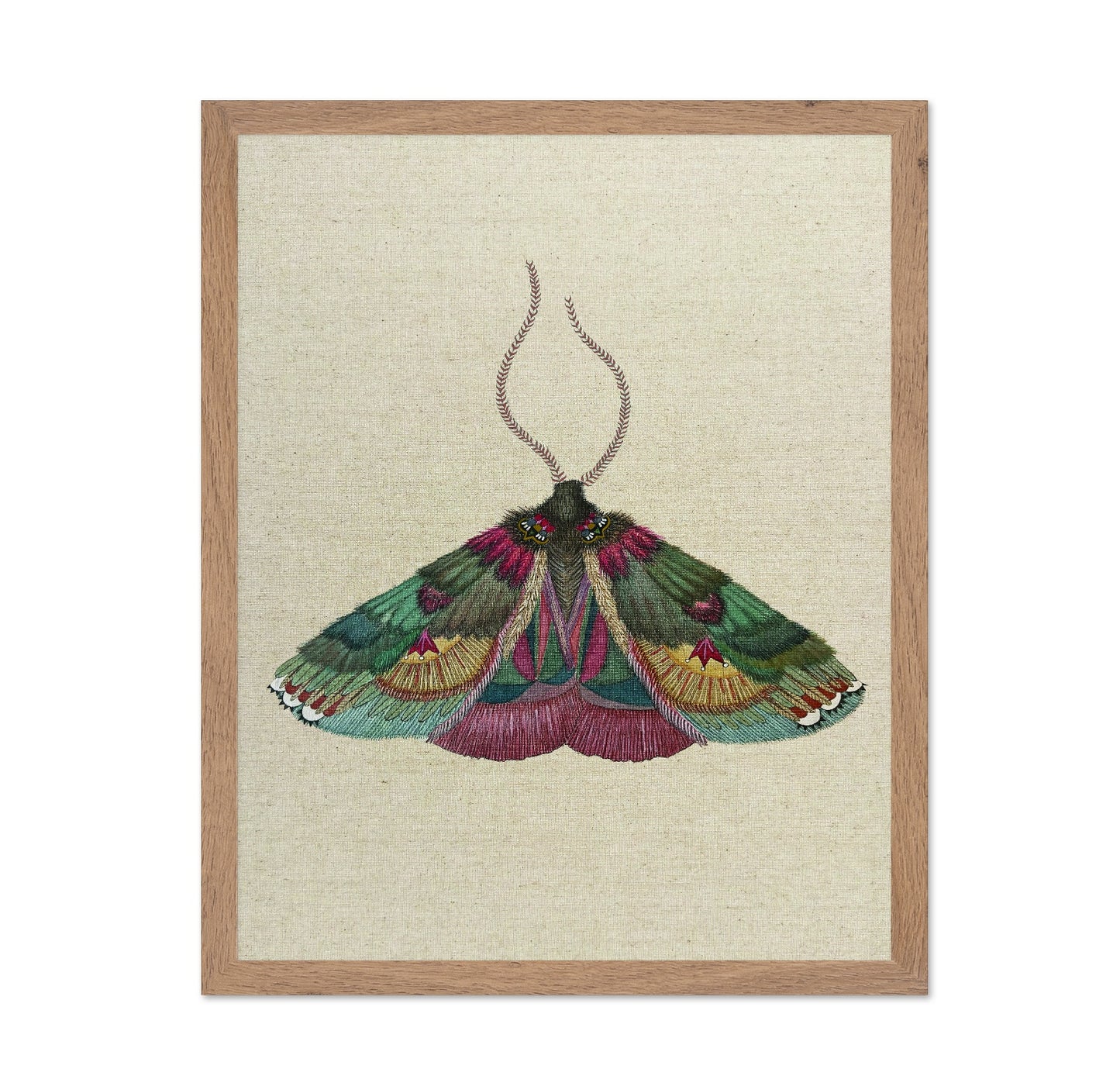 Ornate Moth Study