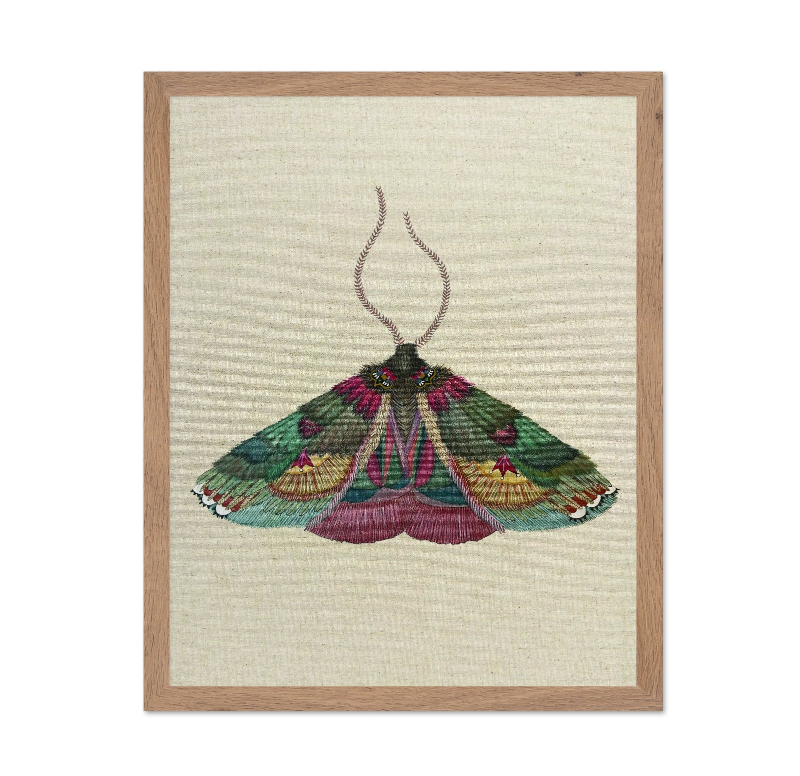 Ornate Moth Study