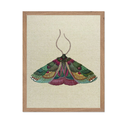 Ornate Moth Study