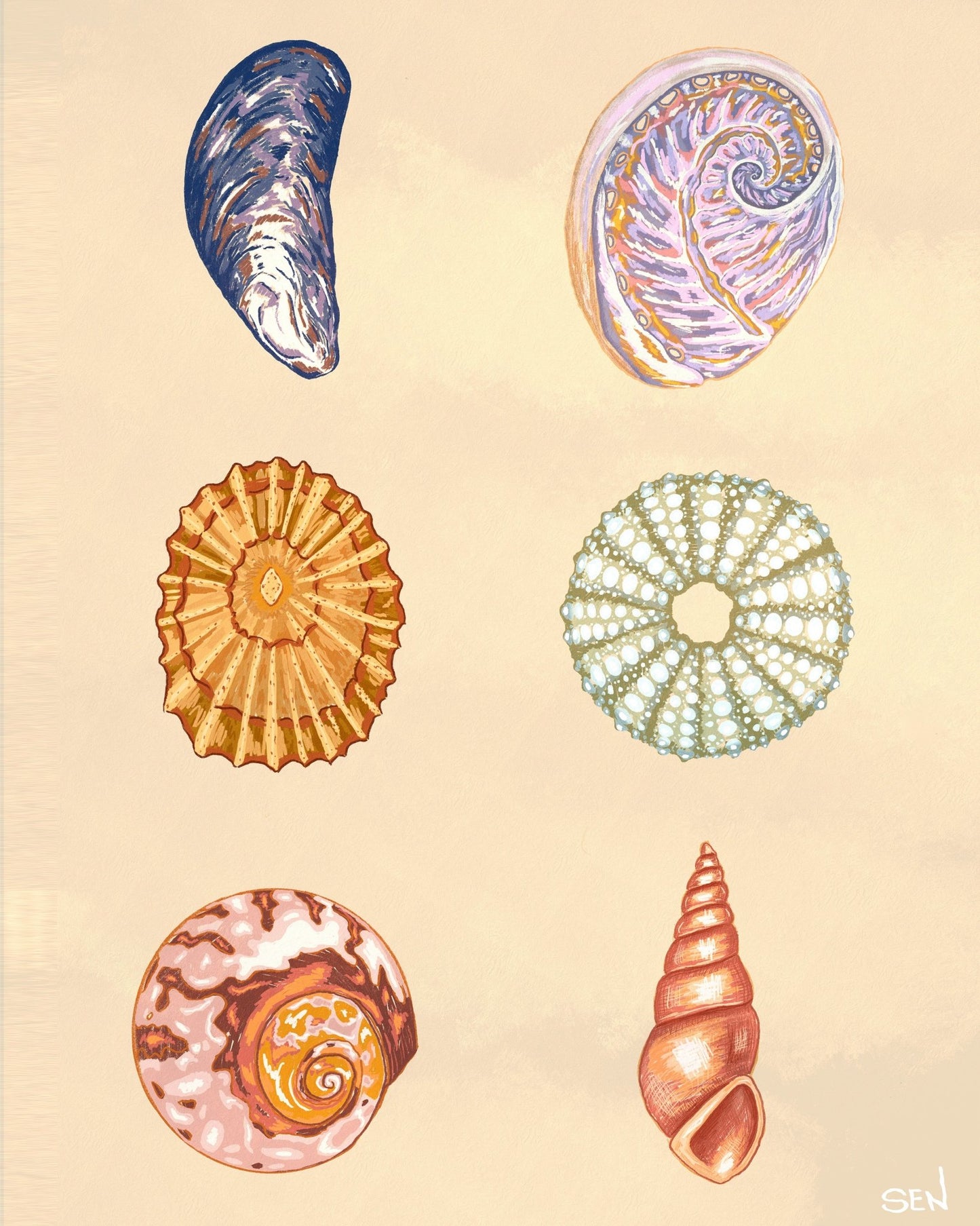 Seashell Collection