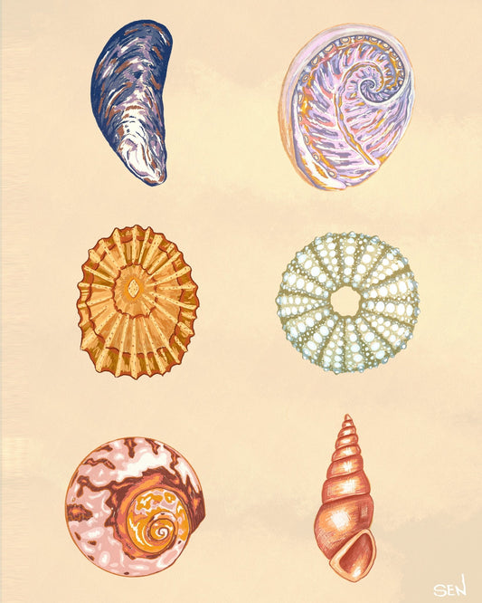Seashell Collection