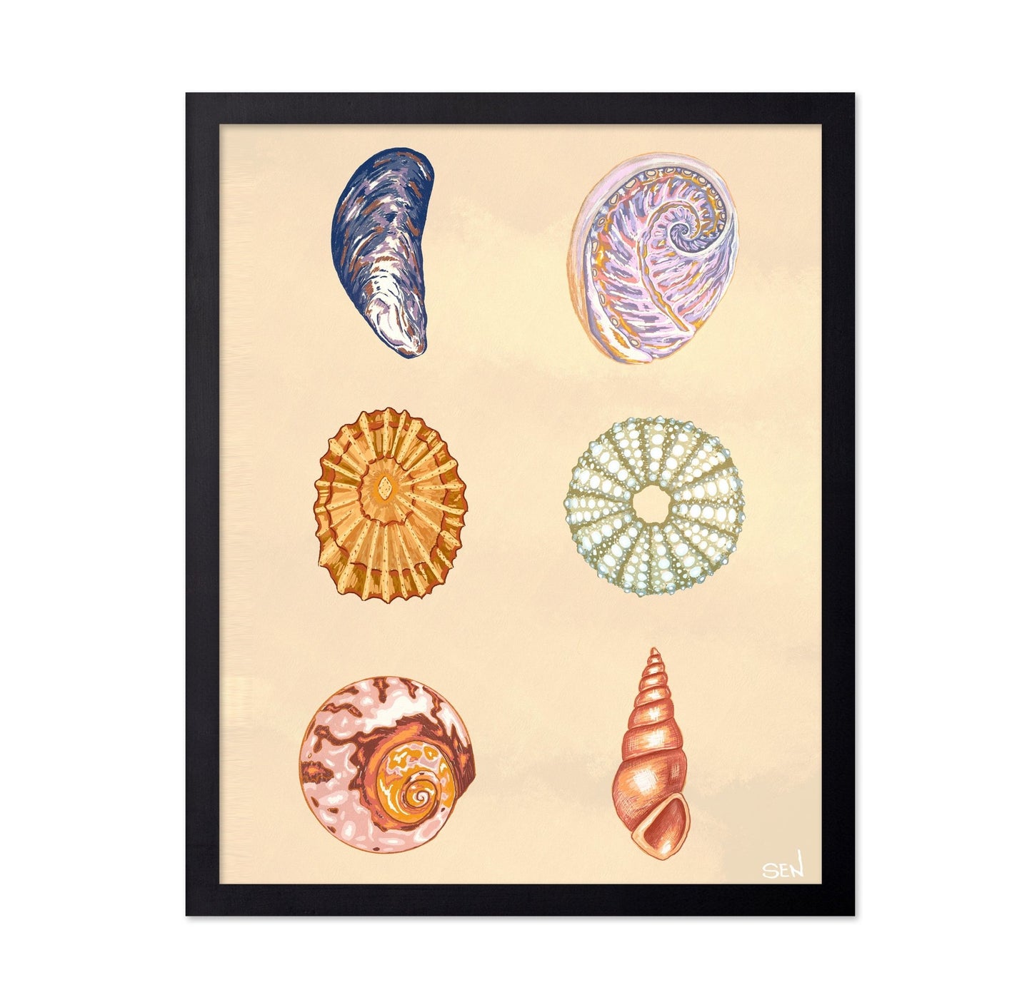 Seashell Collection