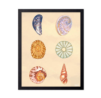Seashell Collection