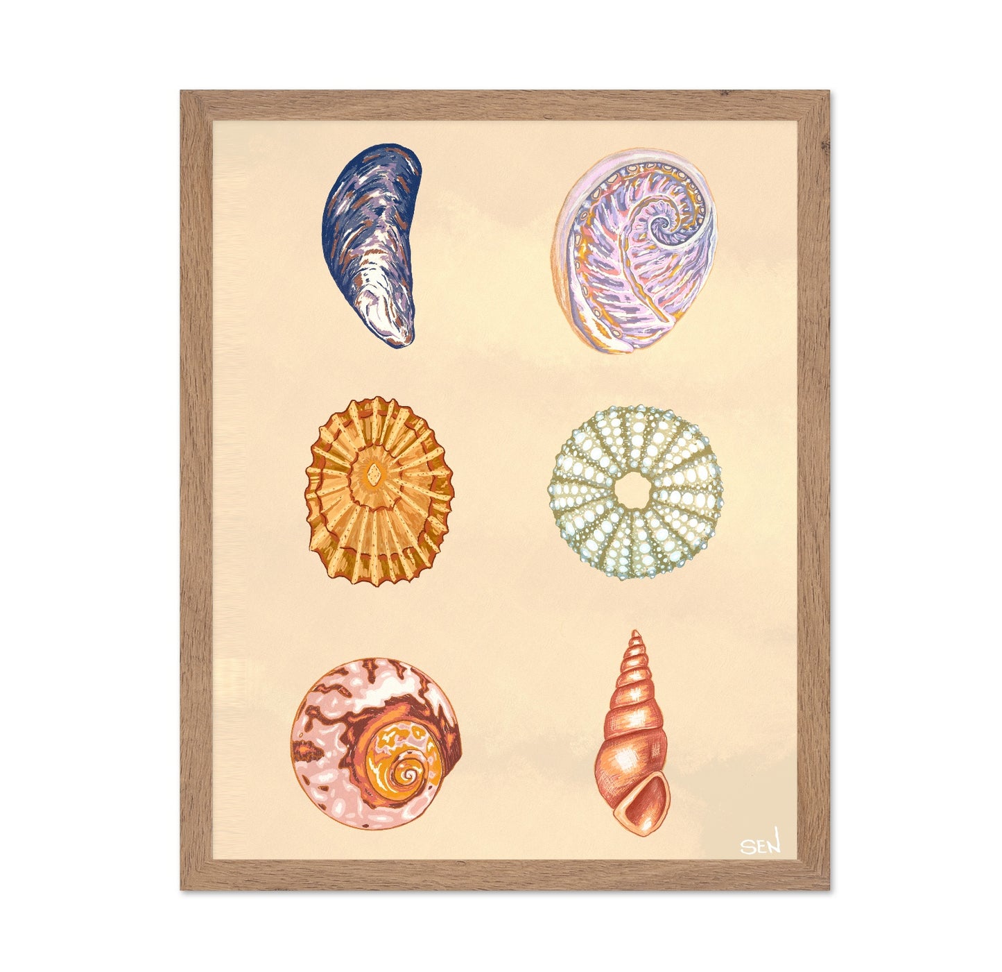 Seashell Collection