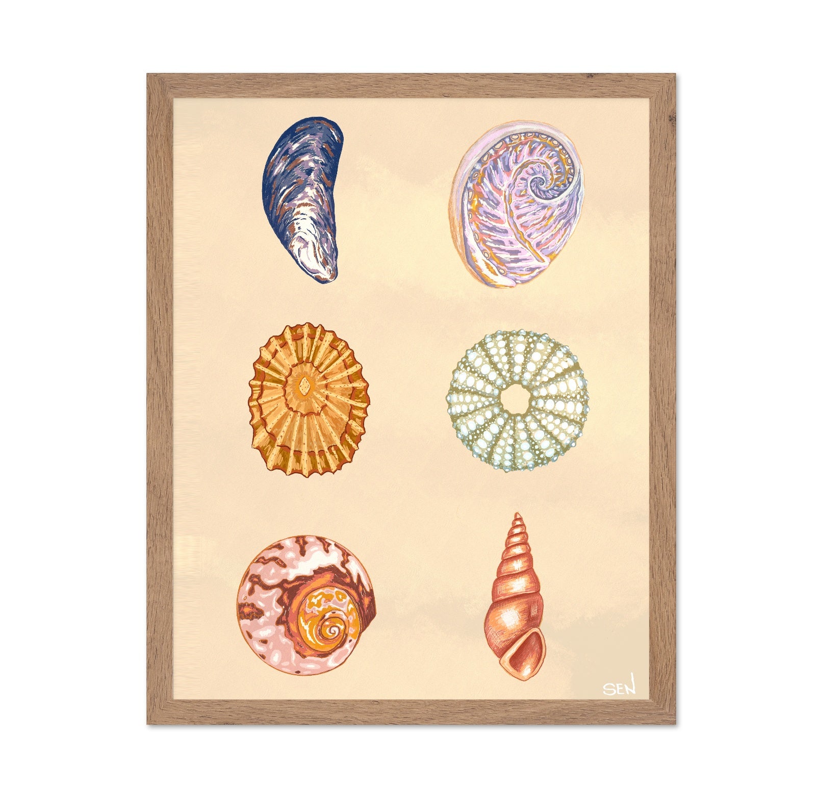 Seashell Collection