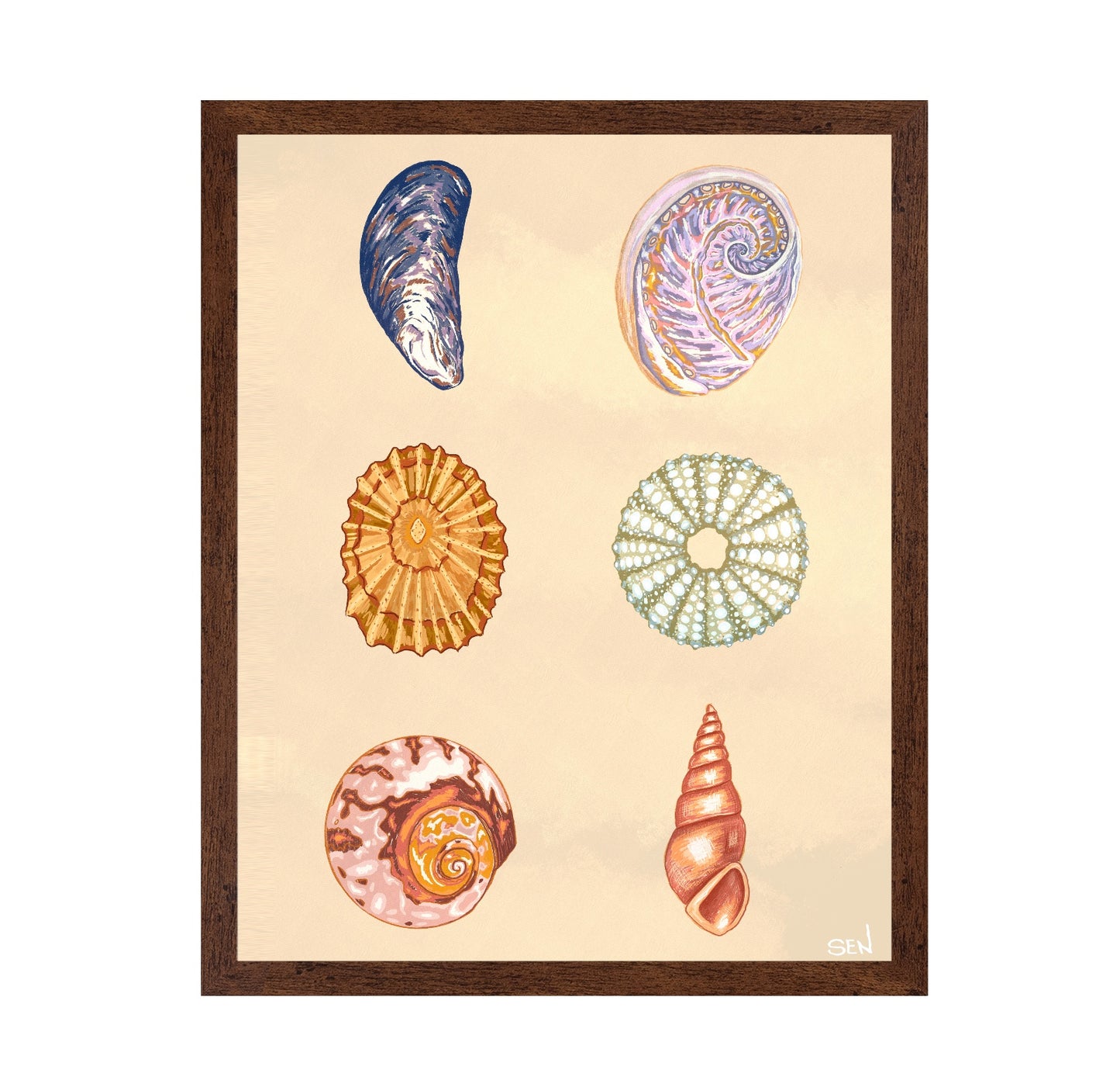 Seashell Collection